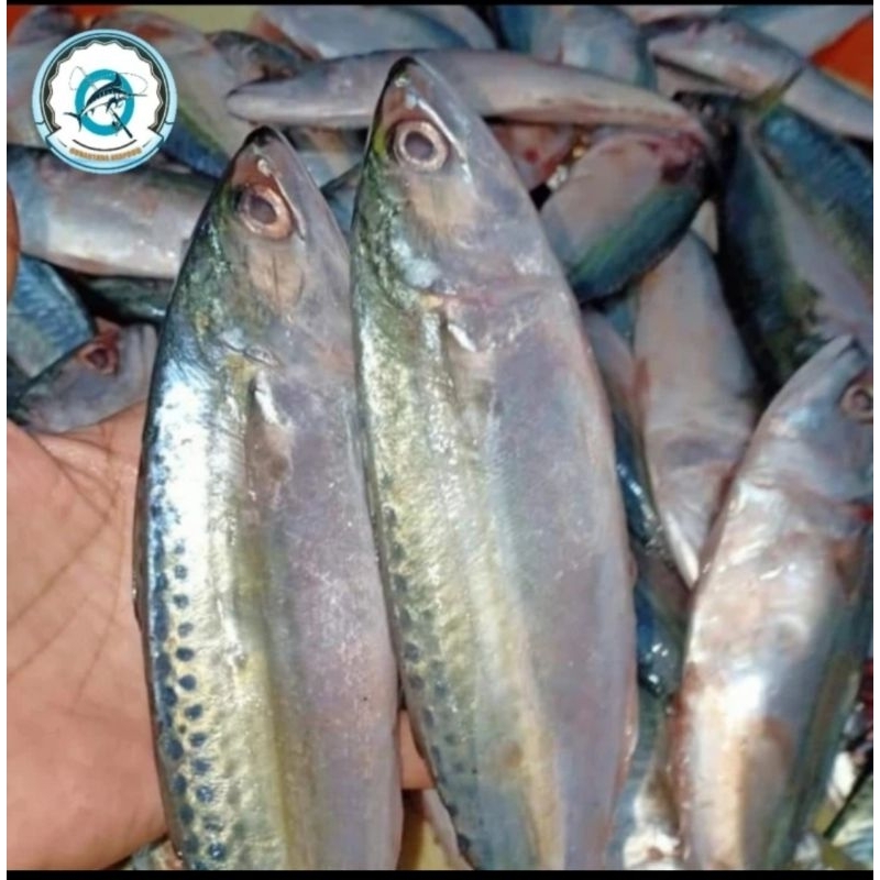 

Ikan kembung BANJAR SEGAR