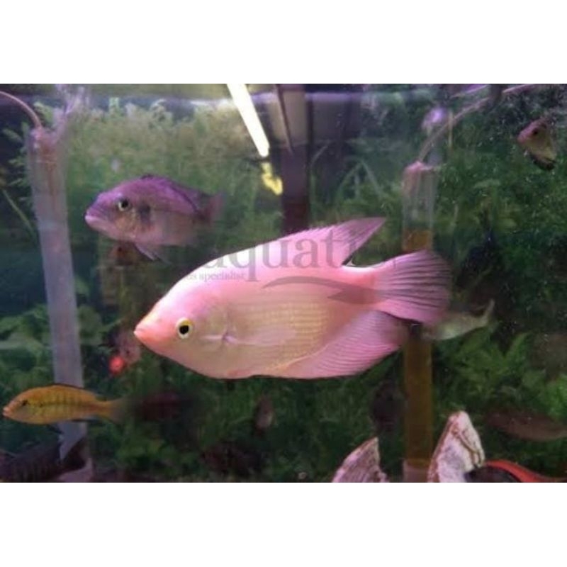 ikan hias gurame Padang aquarium dan kolam