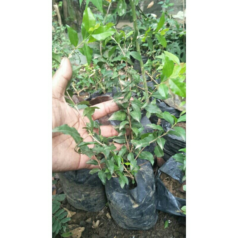 Bibit Bonsai Sakura Micro Jepang