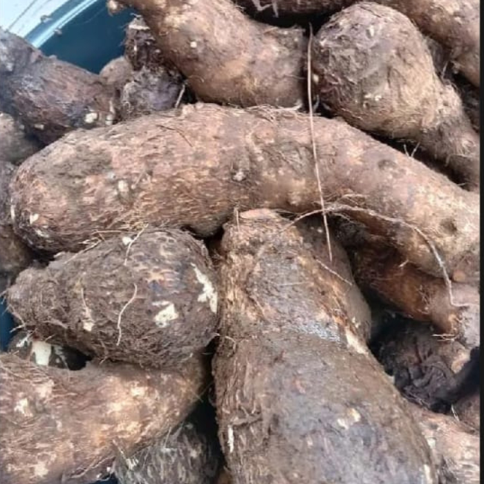 

Ubi Talas Keladi Belitung Kimpul Segar 1kg