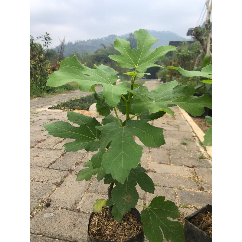 

Bibit tanaman buah tin mini