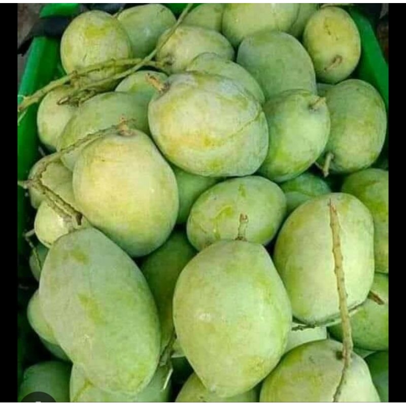 

MANGGA INDRAMAYU MUDA/MENGKEL ISI 1KG