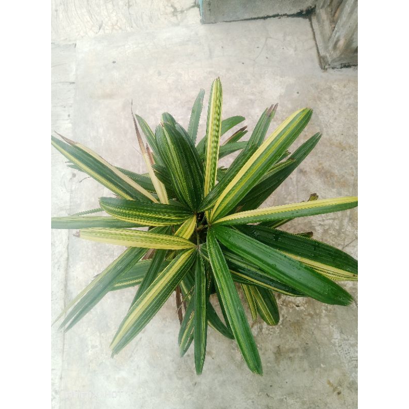 palem waregu varigata