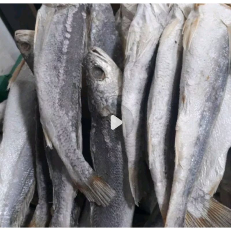 

IKAN ASIN SAMGE I SANGGE I Khas Medan 500 Gram