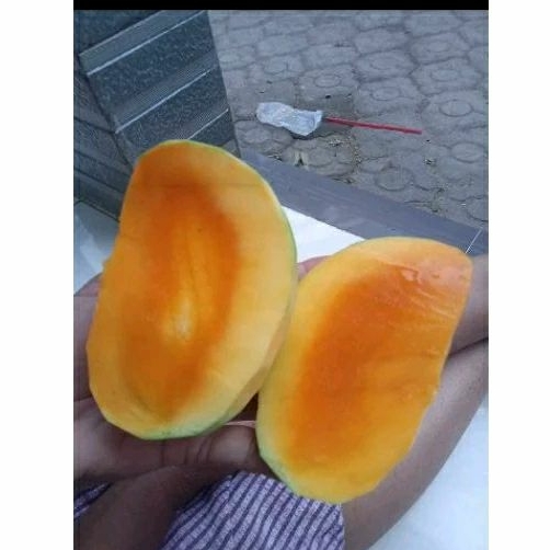 

Mangga harum manis + full tua (1kg)
