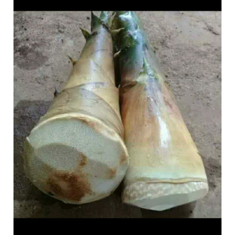 

Rebung fress baru petik + bambu muda segar (1kg)