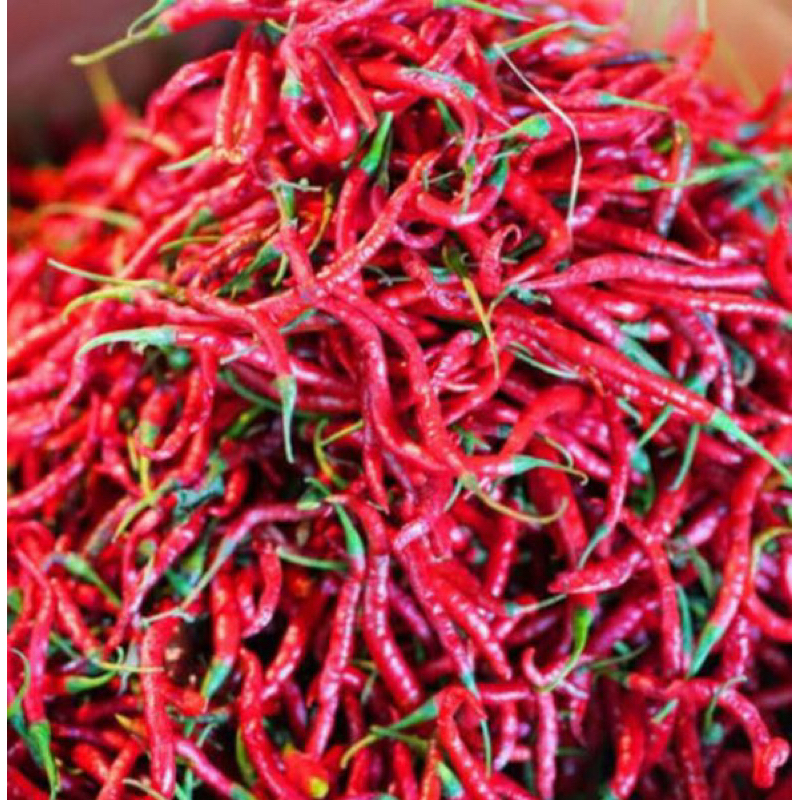 

Cabai Keriting Super Banyuwangi