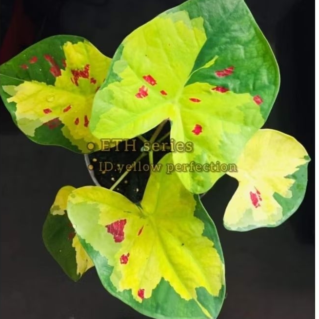 Bibit  Keladi /  Anakan Caladium  "YELLOW PERFECTION"     - keladi hias hybrid / Keladi  Thailand im