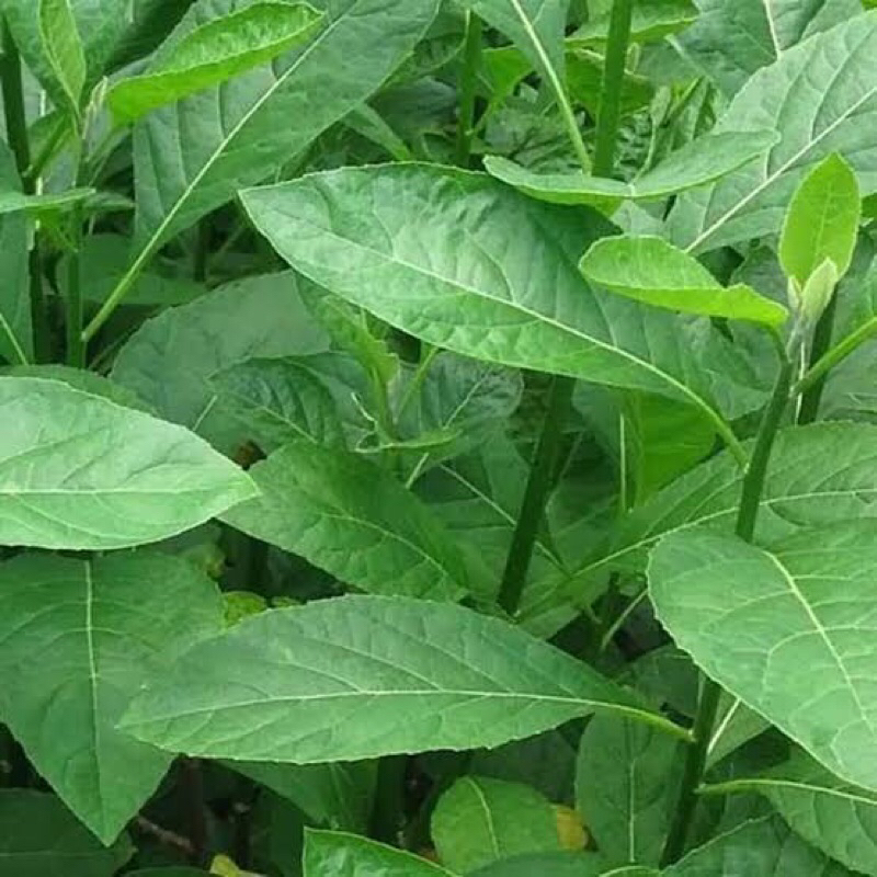 

Obat herbal Daun Afrika kering