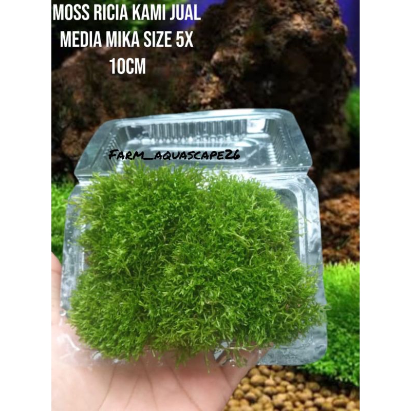 moss ricia fluitan aquascape/ricia moss low co2