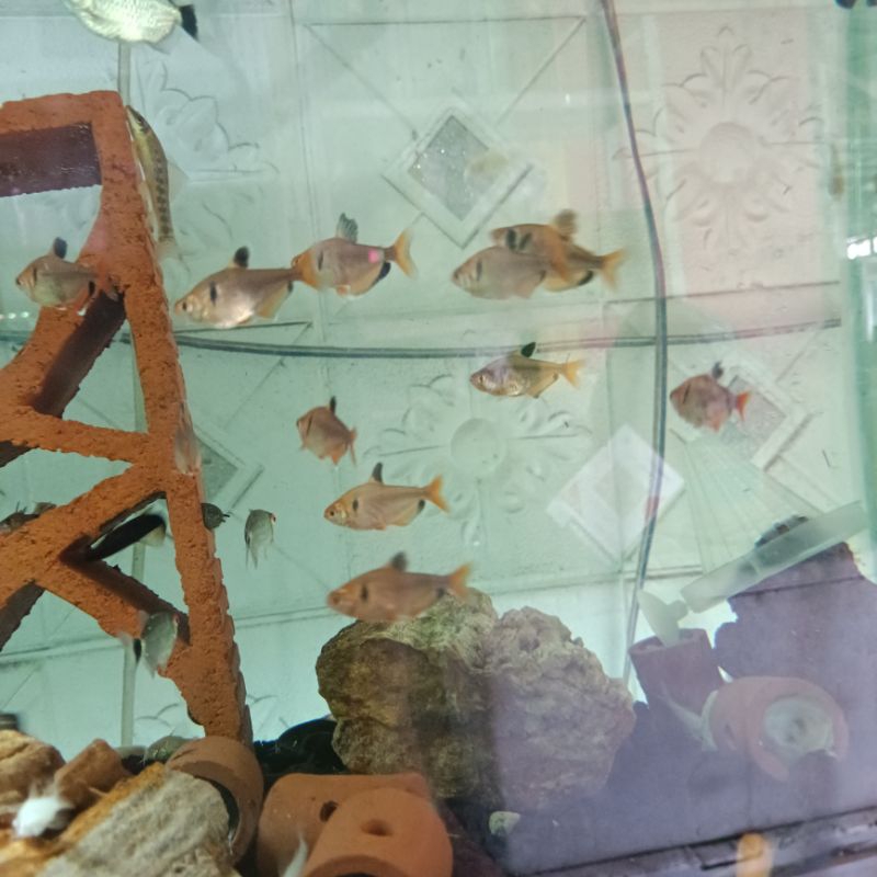 Hiasan Aquarium Ikan Serpae Tetra Ikan Hias Air Tawar