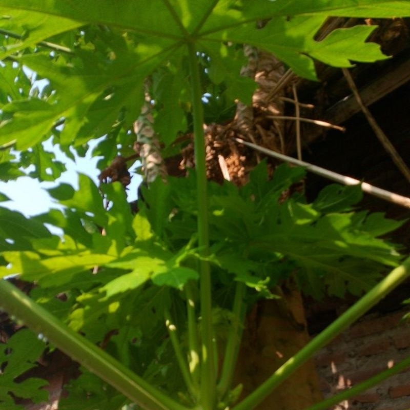 

daun pepaya