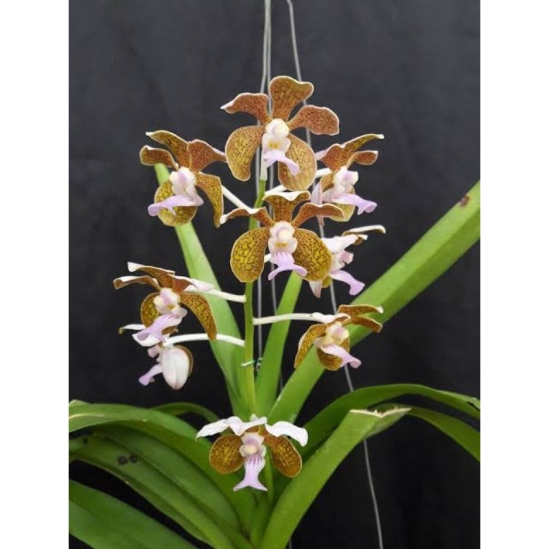 Anggrek Vanda Bensonii berbunga spike