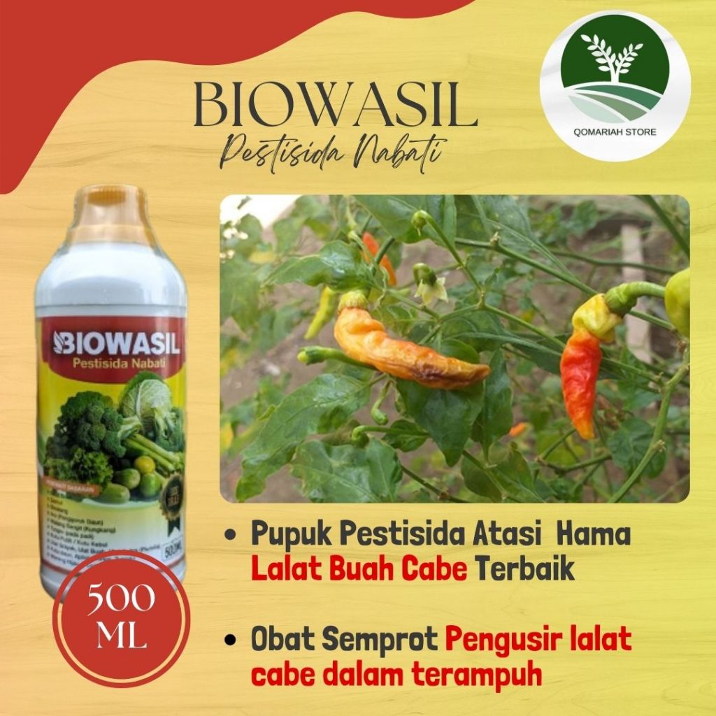 Obat Semprot Hama Lalat Buah Cabai Paling Ampuh BIOWASIL 500ML - Insektisida lalat buah tanaman cabe