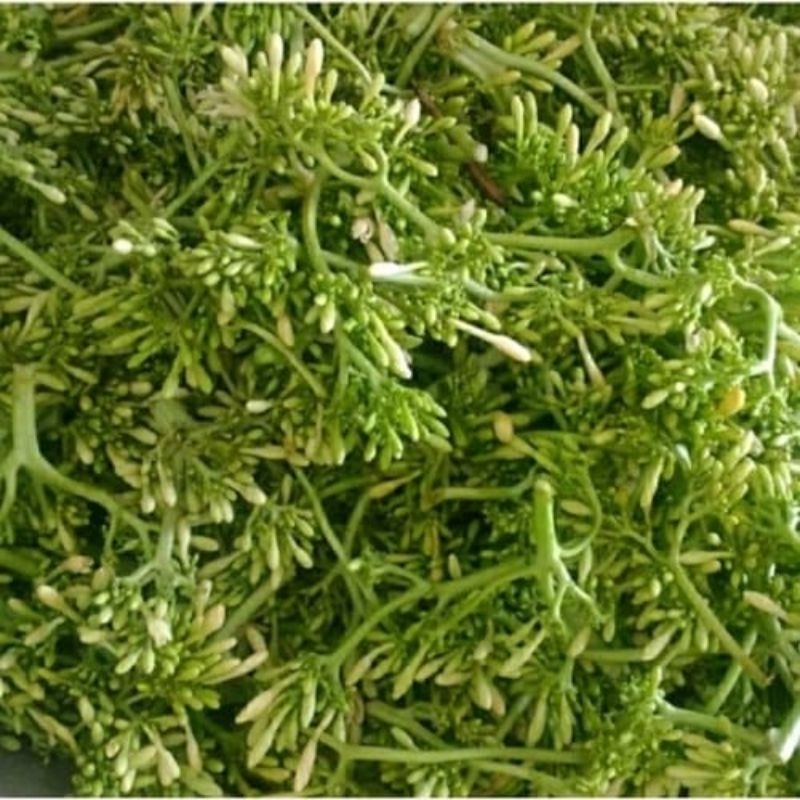 

Bunga / Kembang Pepaya/ Kates