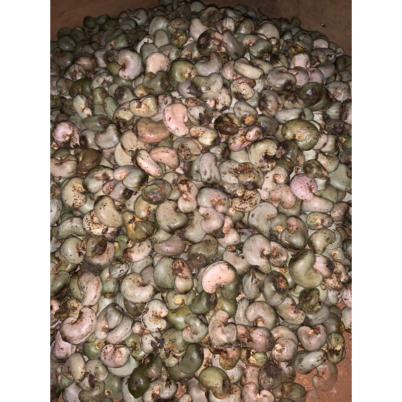 

BIBIT/BIJI KACANG METE MENTAH GELONDONGAN BERKULIT 2 KG