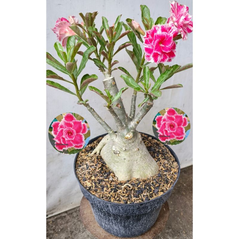 Bunga Adenium Grafting Size C