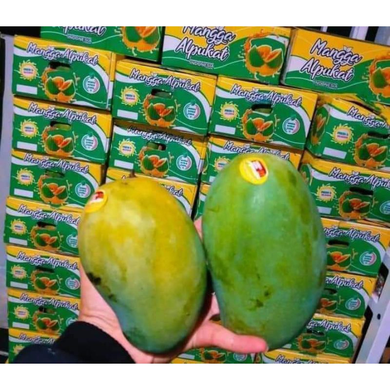 

mangga alpukat kwalitas premium OBRAL 1dus isi 10kg obral termurah ukuran super