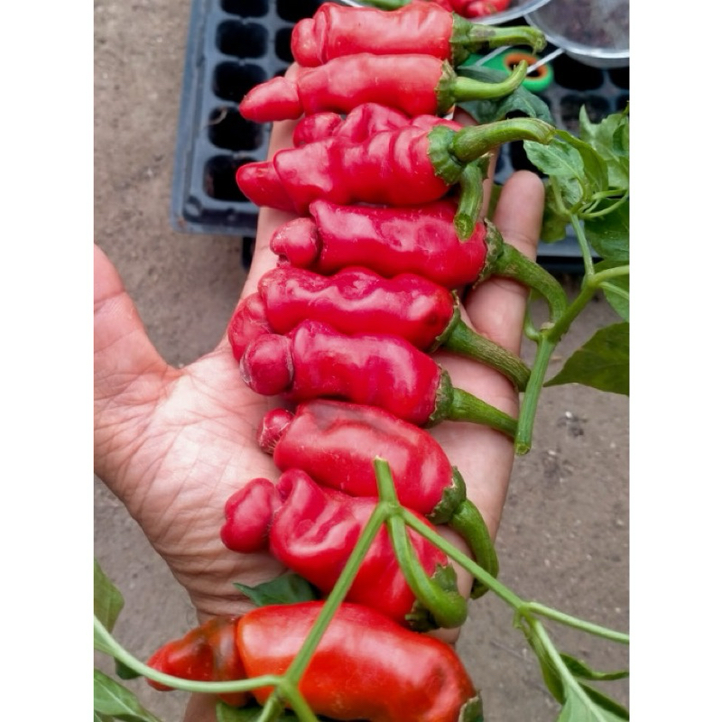 

KL | 1 Biji Cabe Red Peter Pepper Unik Pedas KOTAKU HIJAU