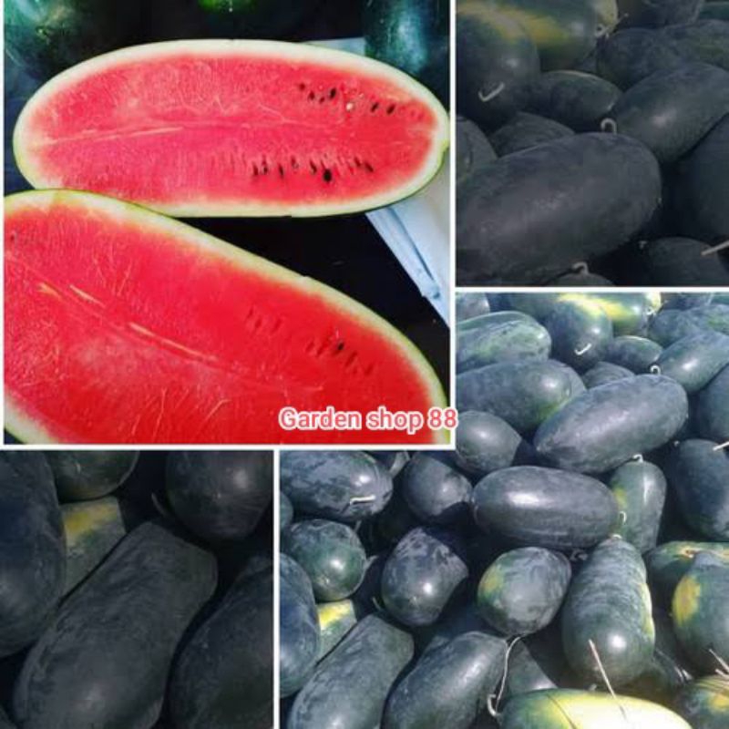 Benih Semangka Inul Mardy isi 8 butir