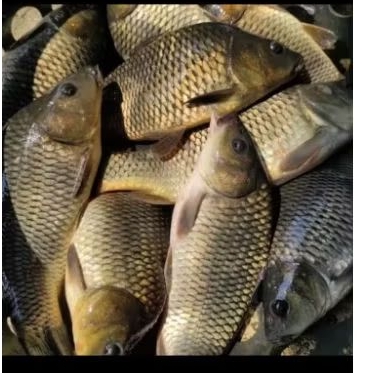 

ikan emas 500gr