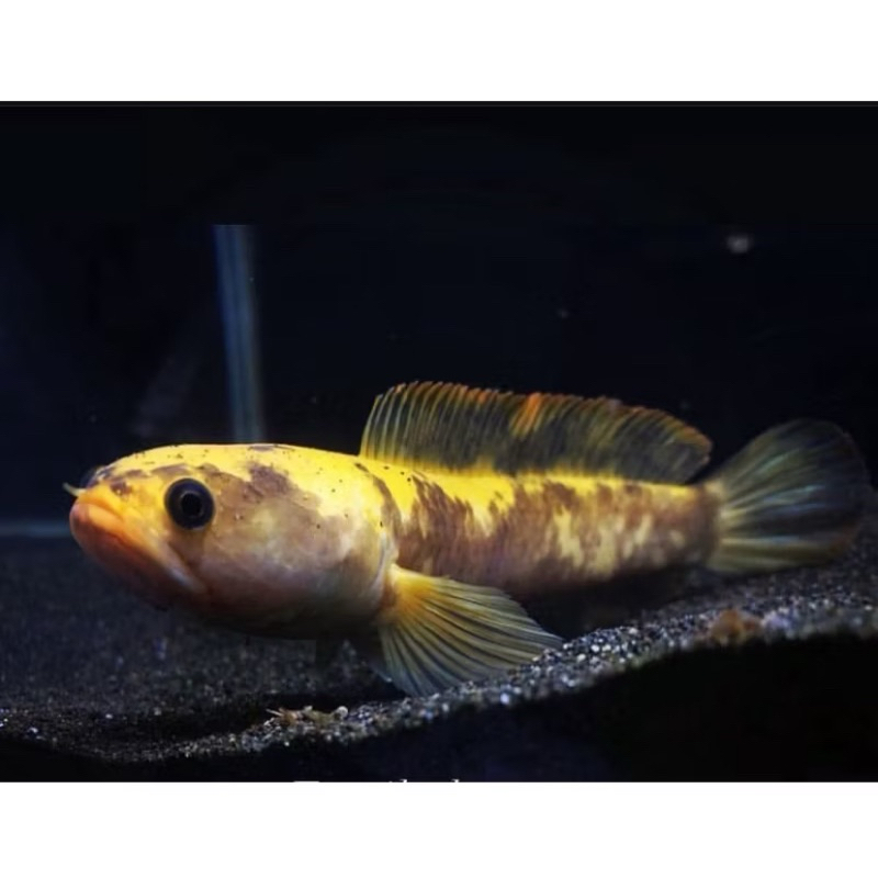 Limbata Golden tiger baby size 2-4cm grade A++