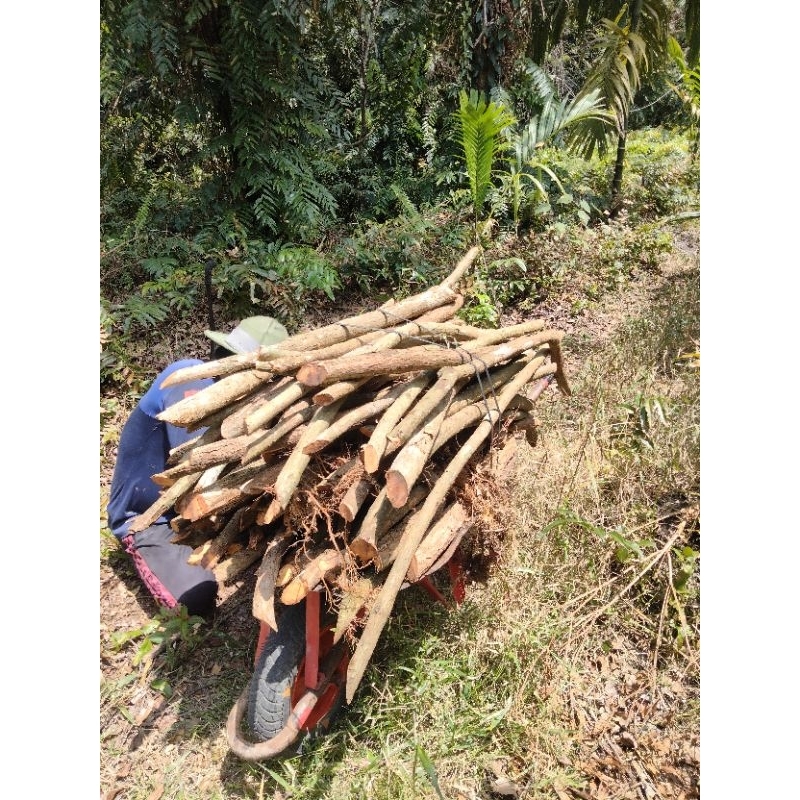 

akar bajakah 1kg 50k