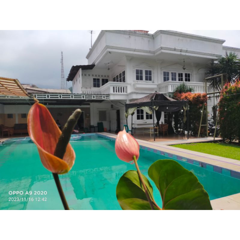 Sewa Villa/Villa puncak bogor/ Villa murah/ Villa Aneka 2