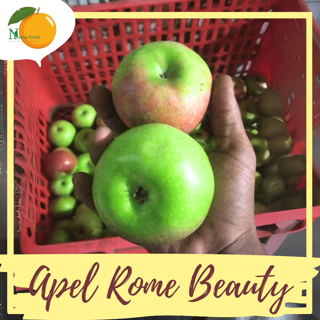 

Apel Rome Beauty JUMBO SUPER Malang Fresh 1kg | Oleh-Oleh Khas Batu Malang