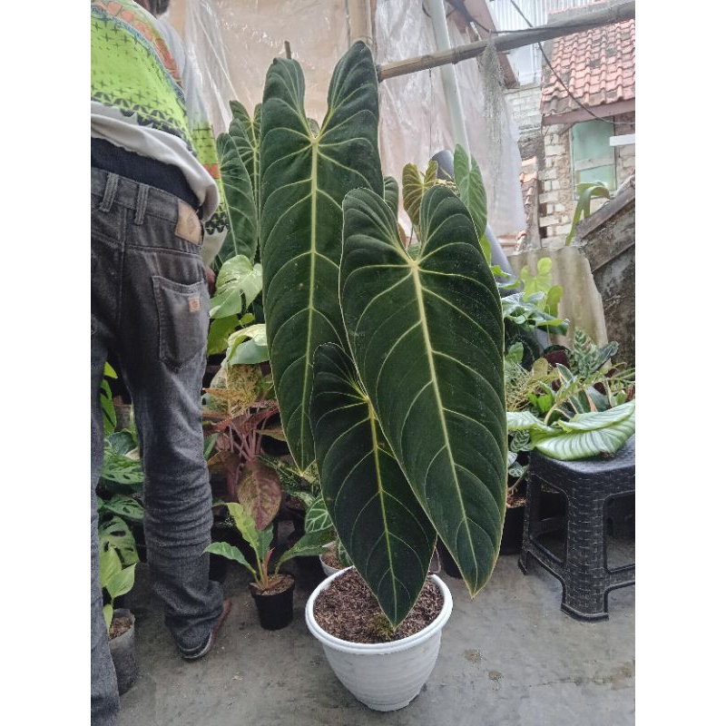 Philodendron Melanochrysum Narrow Ori
