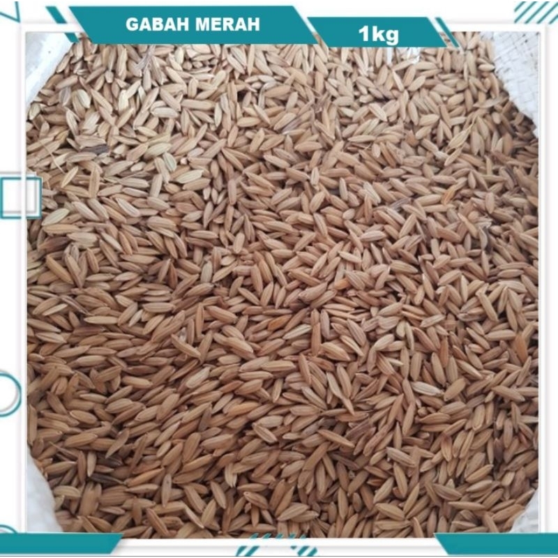 Gabah Beras Merah - Pakan Burung Hamster 1KG