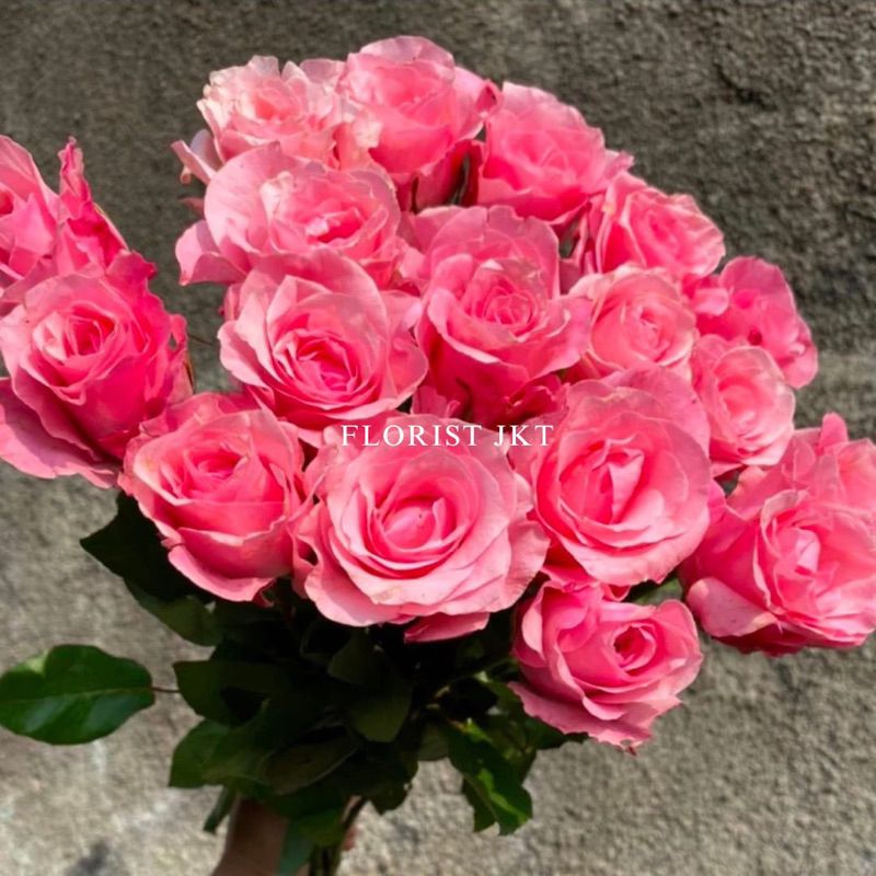 Bunga mawar malang pink muda segar