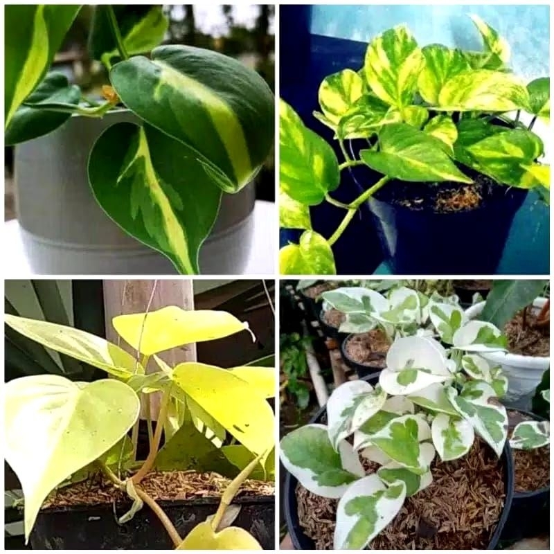 (BISA COD) PROMO Jenis Tanaman Hias Sirigading Tanaman Gantung Srigading Bisa Hidup Di Air