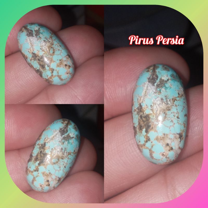 Pirus Persia Asli
