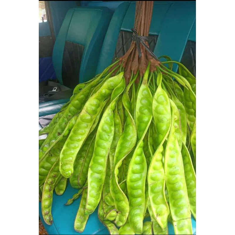 

PETE FRESH PER 10PAPAN MURAH