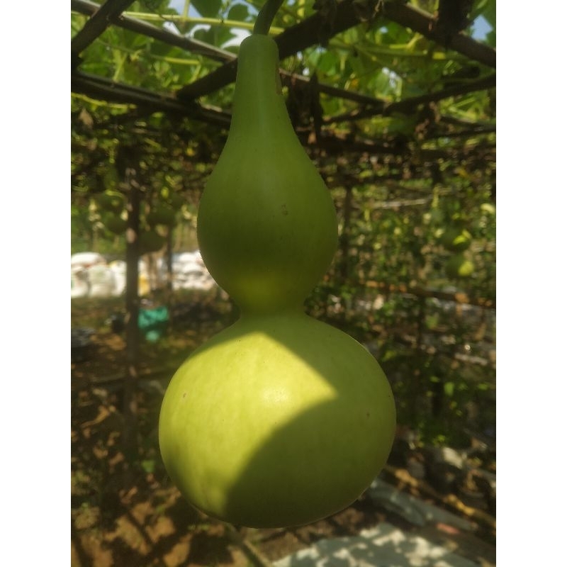 

Labu botol Hijau Muda&Tua