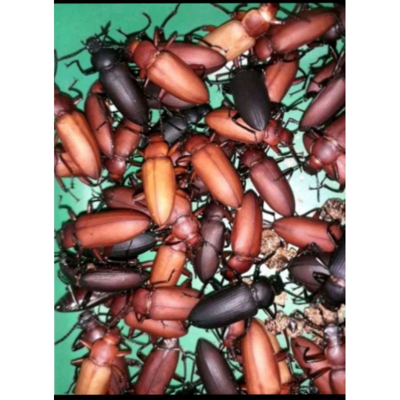 promo paket kumbang jerman 250 ekor