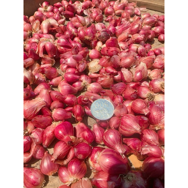 

Bamer Grade C (kecil) Nganjuk