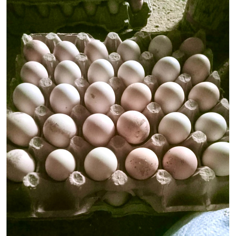 

Telur Fertil Ayam Elba Asli