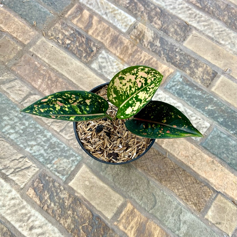 Aglaonema ruby compacta