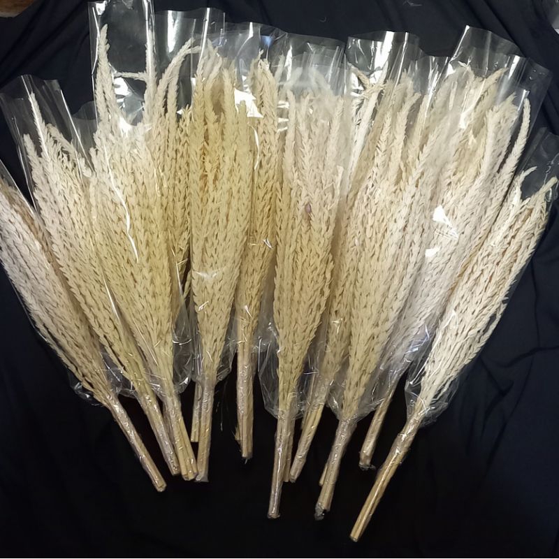 Bunga jagung Bunga kering dried flower ( Putih Bleaching )