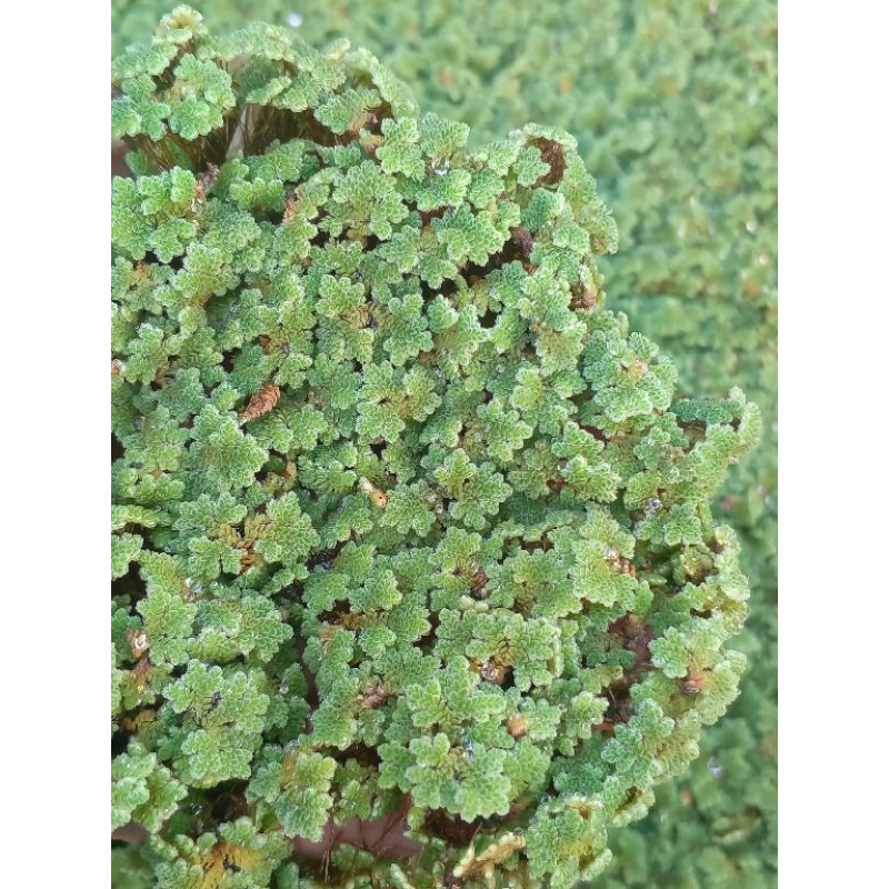

Azolla Bibit ukuran 0,5 Kg Super