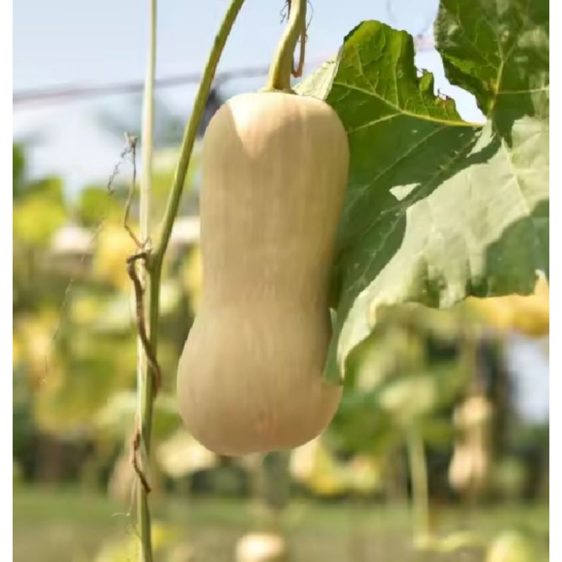 2 Butir - Benih WALUH LABU MADU