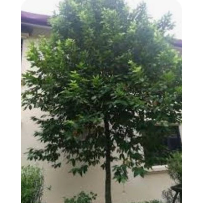 

Daun salam 500g