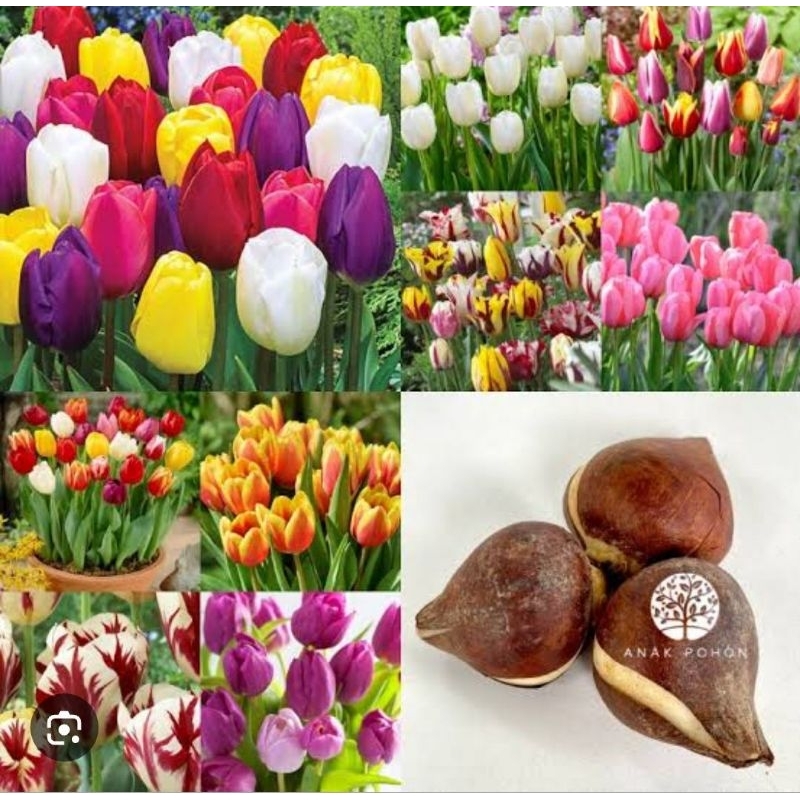 TERLARIS PAKET 5 UMBI TULIP IMPORT BUNGA CANTIK/ BIBIT UMBI TULIP IMPORT BUNGA