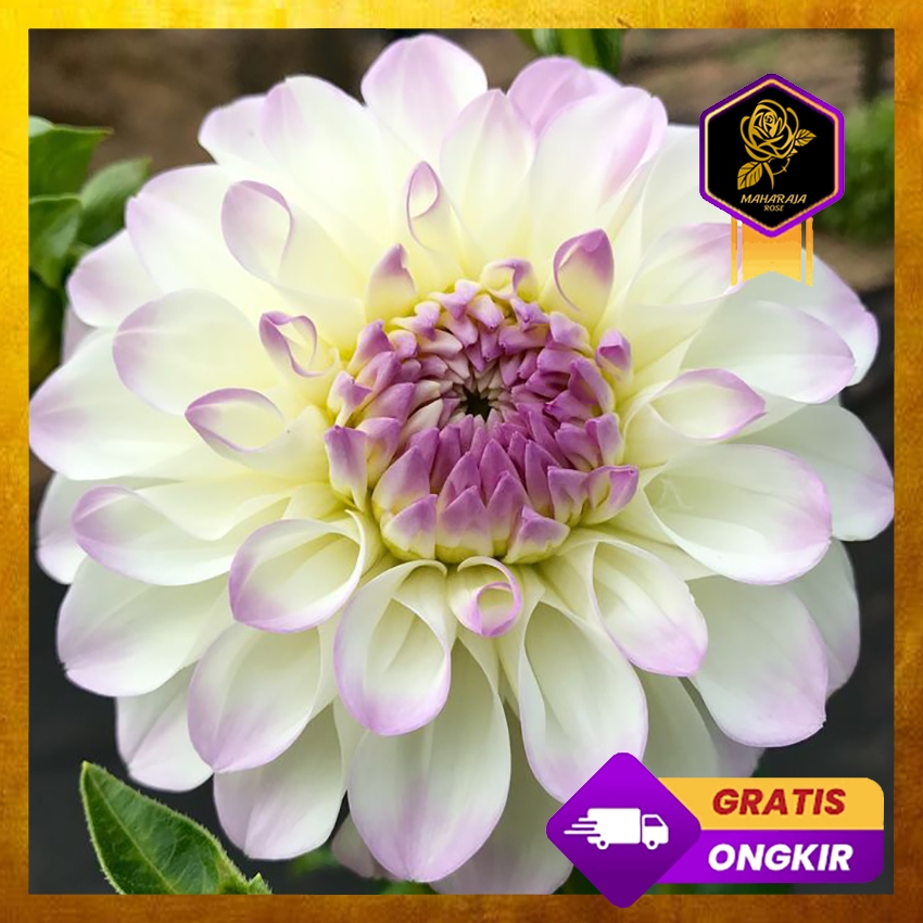 Sejumpun Umbi Bunga Dahlia - Benih Bunga Dahlia