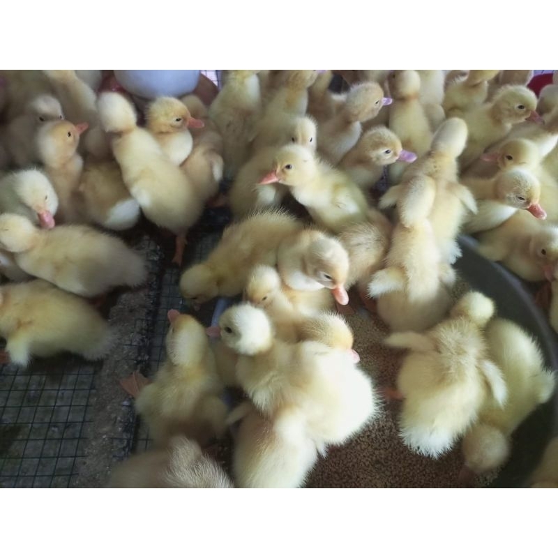 bebek peking - DOD - peking - bebek putih