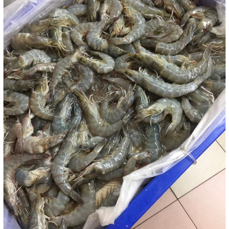Udang Segar Kecil