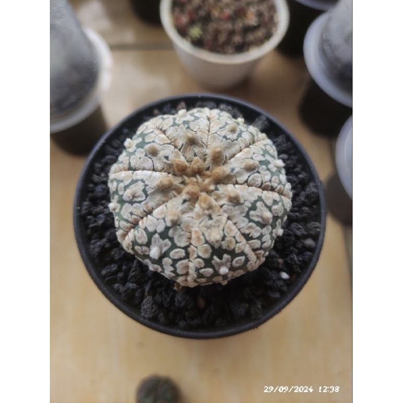 Kaktus Astrophytum V type Snow Hanazumi joss