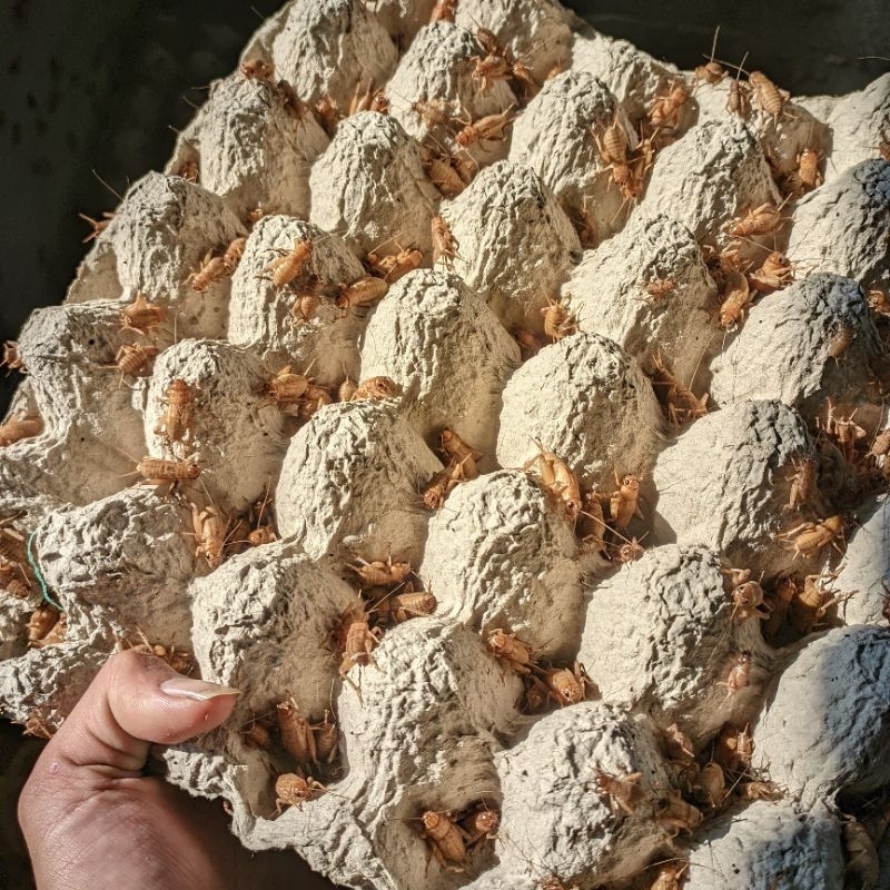 

TELUR JANGKRIK MADU KUNYIT 500 GRAM (DIJAMIN KUNING)